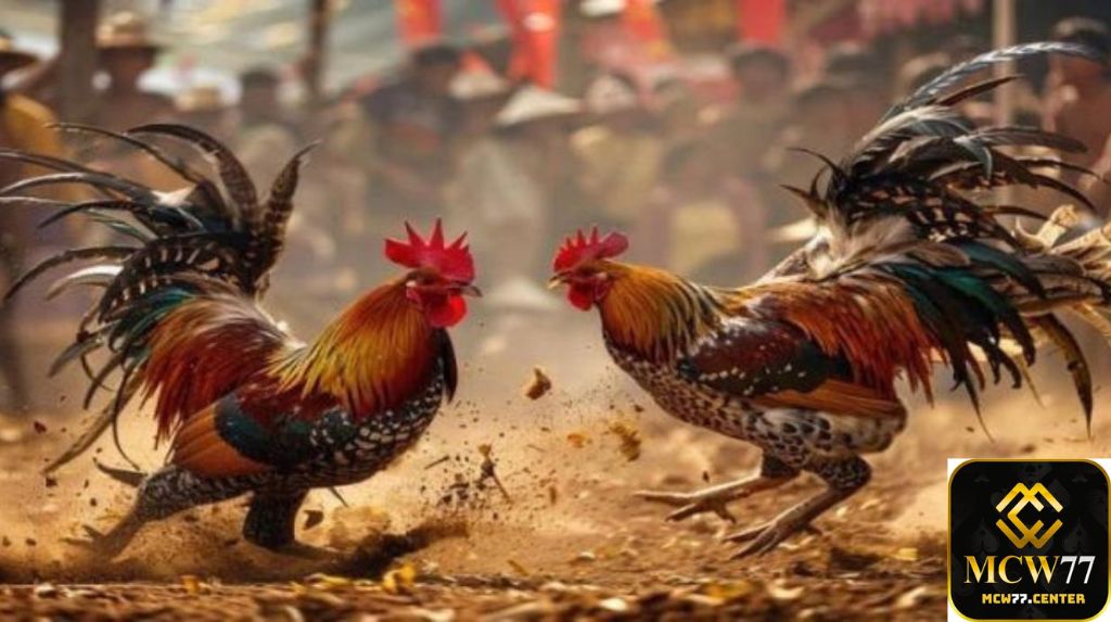Trường Gà Thomo Nằm Ở Đâu? Có Hợp Pháp Không?