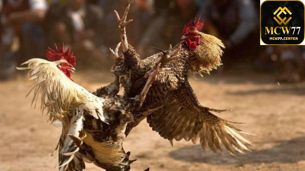 Cách Phân Loại Gà Và Bảng Đấu Tại Thomo